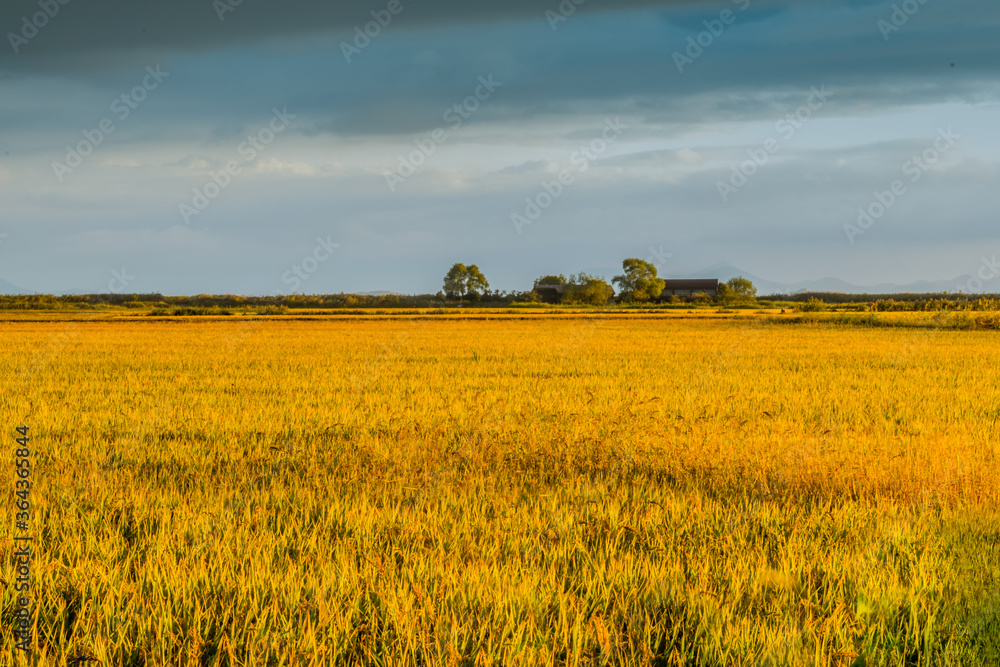 Landscape of golder colored rice field