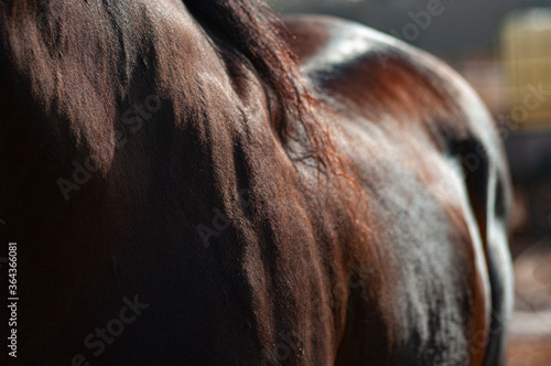 Horse body part close up