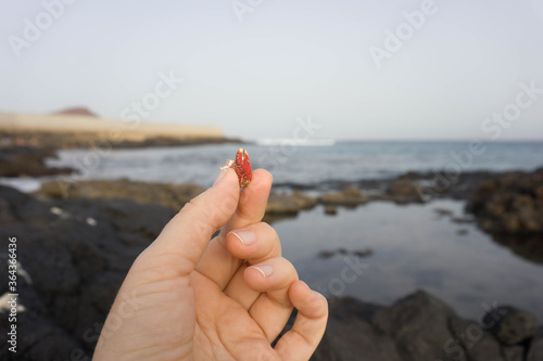 Human hand with a crab claw in it on a seacoast of El Medano, Tenerife, Canary Islands, Spain. 