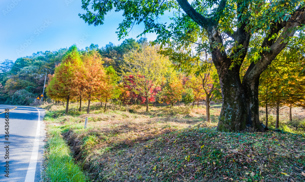 Naklejka premium Trees in fall colors next to road in the countryside