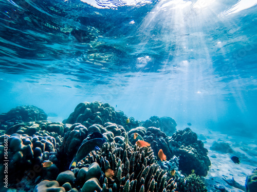 underwater marine life on coral reefs photo