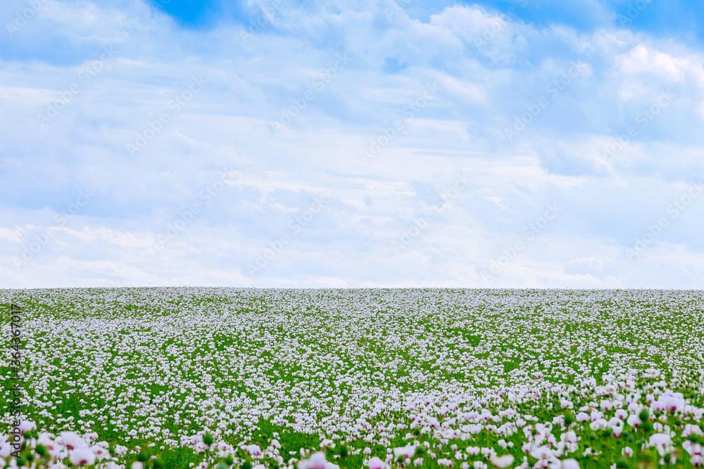 Poppy field. White opium poppy blossom in the Czech Republic. Soft focus. Poppy field. White opium poppy blossom in the Czech Republic. Soft focus.