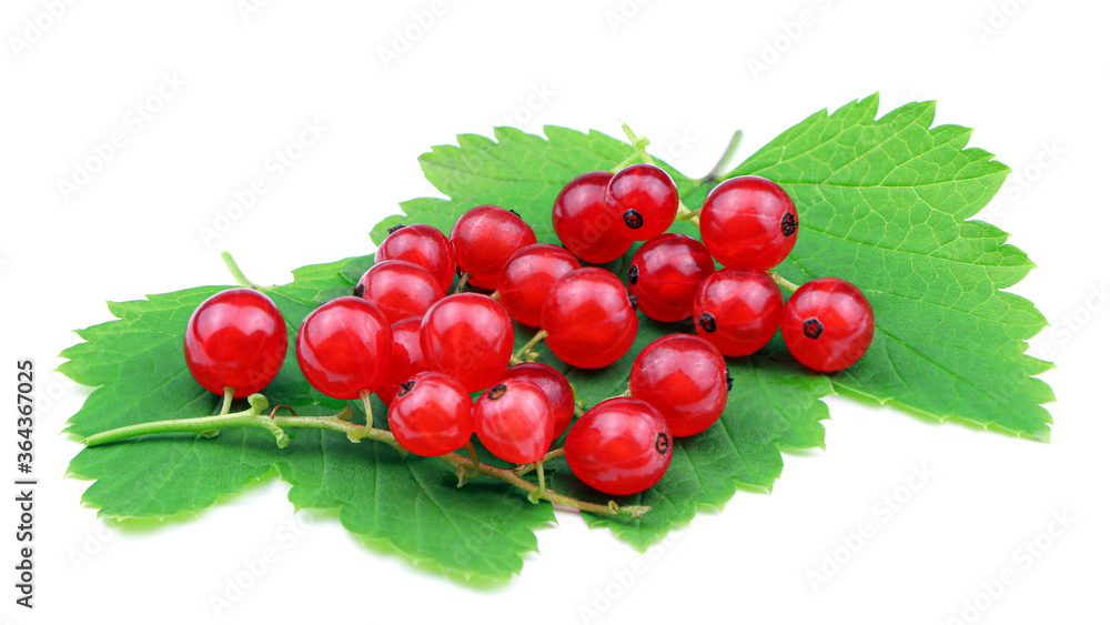 Red currant on a green leaf isolated on a white background. Ribes rubrum isolated. Ripe berries. Red currant on a green leaf isolated on a white background. Ribes rubrum isolated. Ripe berries.
