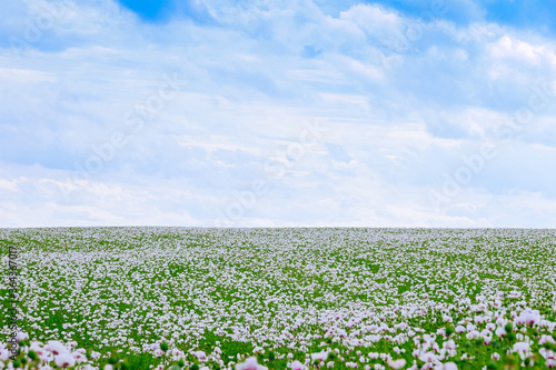 Poppy field. White opium poppy blossom in the Czech Republic. Soft focus.