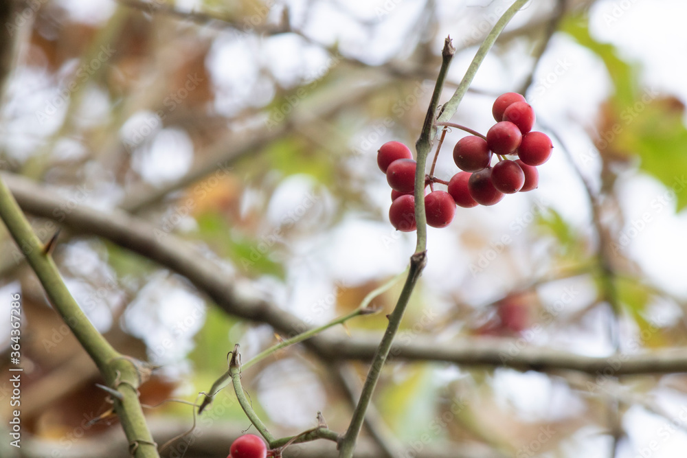 Vaccinium vitis-idaea known as lingonberry, foxberry, mountain cranberry. Vaccinium vitis-idaea known as lingonberry, foxberry, mountain cranberry.