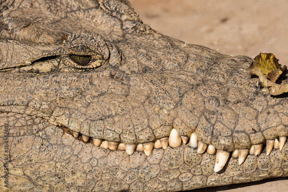 Fototapeta premium Nile Crorodile