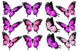 butterfly697