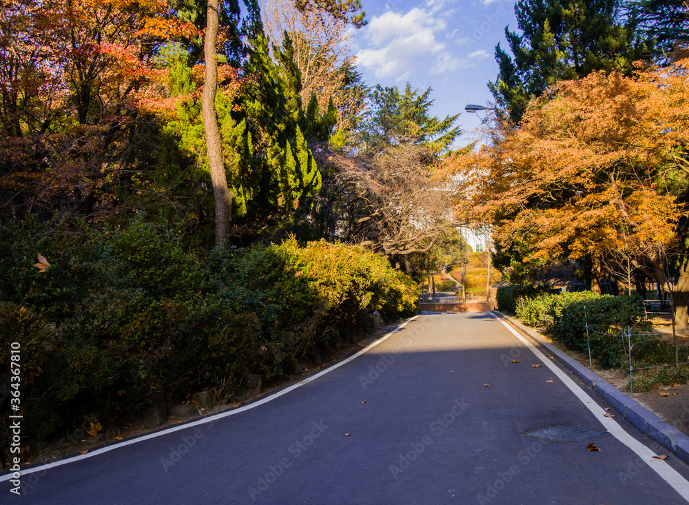 Paved road in a peaceful park like setting Paved road in a peaceful park like setting