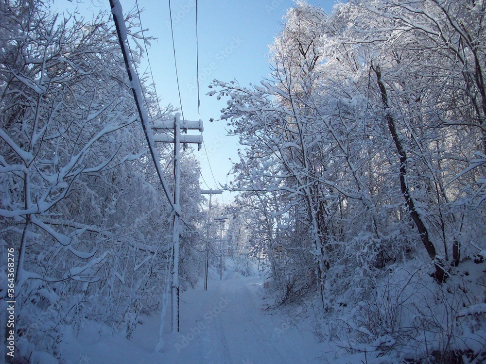 Fototapeta premium snow covered trees