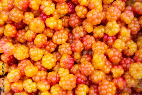 Close-up of cloudberry as a background. Collecting forest ripe cloudberries from the forest. Summer berry. The view from the top.