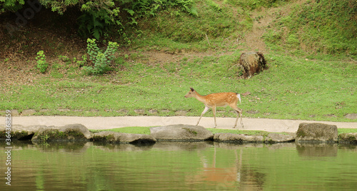 Deer walking on a path by a pond (Nara -  Japan)