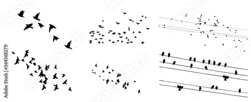 A flock of flying birds. Set of different bird flocks. Birds on the wires. Vector illustration