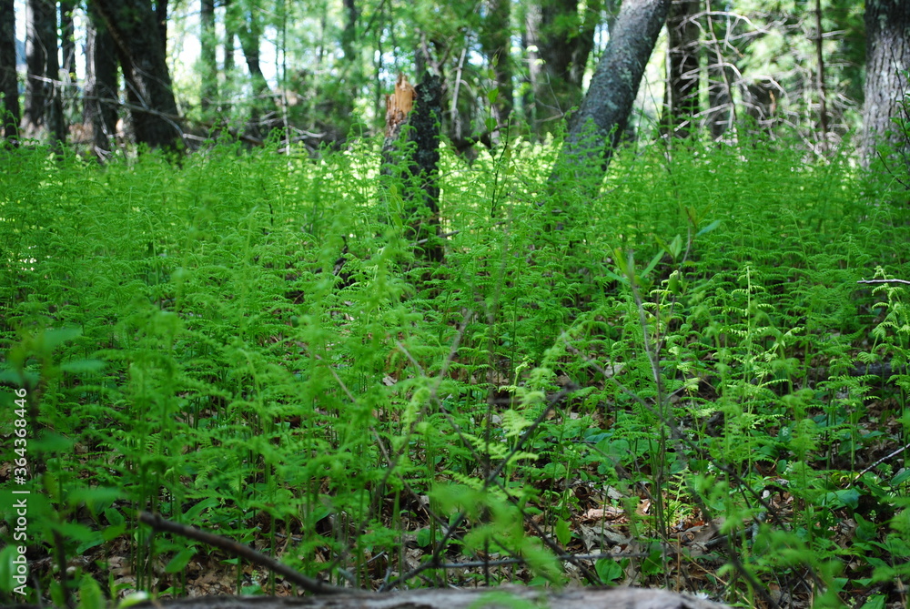 Grove of bright green newly sprouted Christmas tree ferns in early spring Grove of bright green newly sprouted Christmas tree ferns in early spring