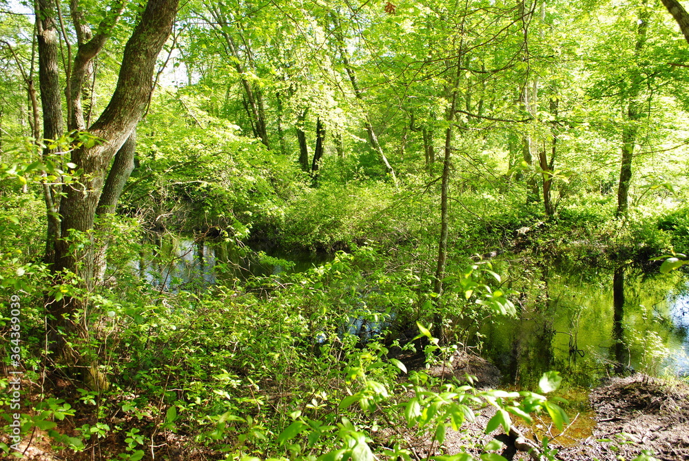 Downed trees and vegetation encroaching on a small stream winding through a temperate forest in the early summertime Downed trees and vegetation encroaching on a small stream winding through a temperate forest in the early summertime