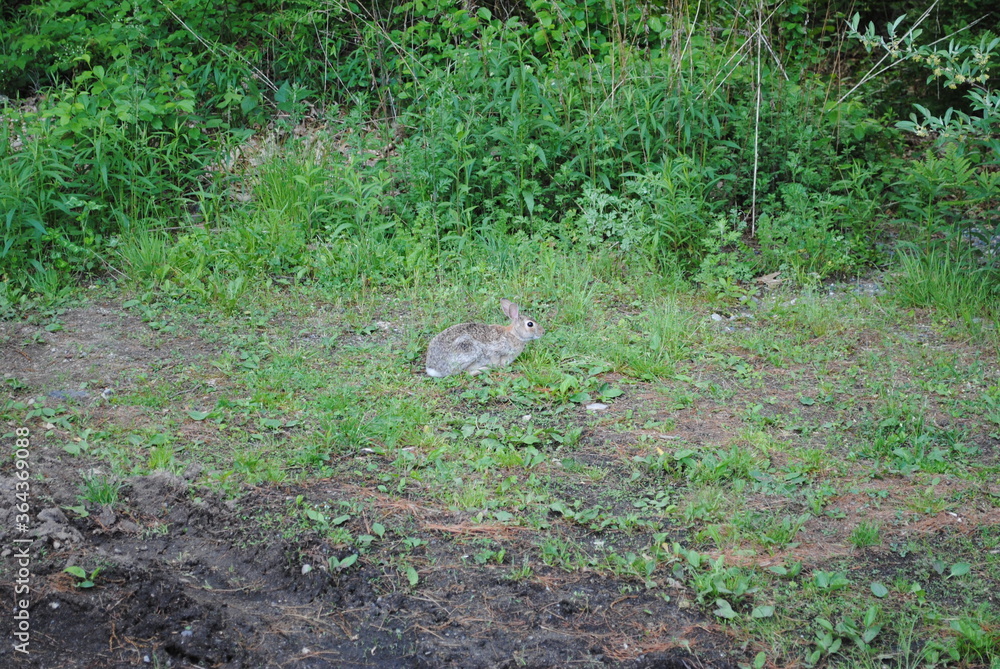 Obraz premium Fat and happy little eastern cottontail rabbit grazing at the forest's edge