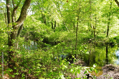 Downed trees and vegetation encroaching on a small stream winding through a temperate forest in the early summertime