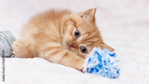 little ginger kitten plays with a blue ball of wool
