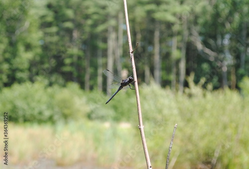 Dragonflies of northeastern US resting on reeds and grasses by the pond side photo