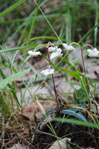 Spotted wintergreen / striped pipsissewa / striped prince's pine / Chimafila maculata small white flowers blooming on the forest floor in July