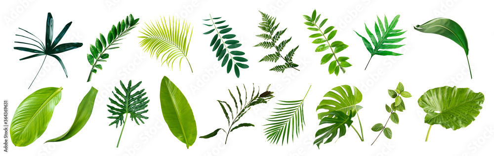 set of green monstera palm banana and tropical plant leaf on white background for design elements, Flat layd.clipping path - obrazy, fototapety, plakaty 