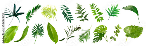 set of green monstera palm banana and tropical plant leaf on white background for design elements, Flat layd.clipping path