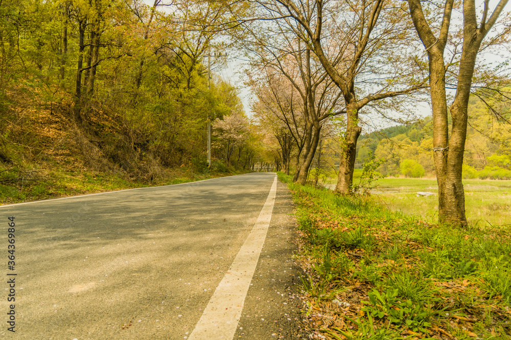 Country road lined with cherry blossom trees Country road lined with cherry blossom trees