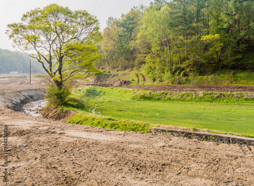 Fototapeta premium Tree growing at edge of rice paddy