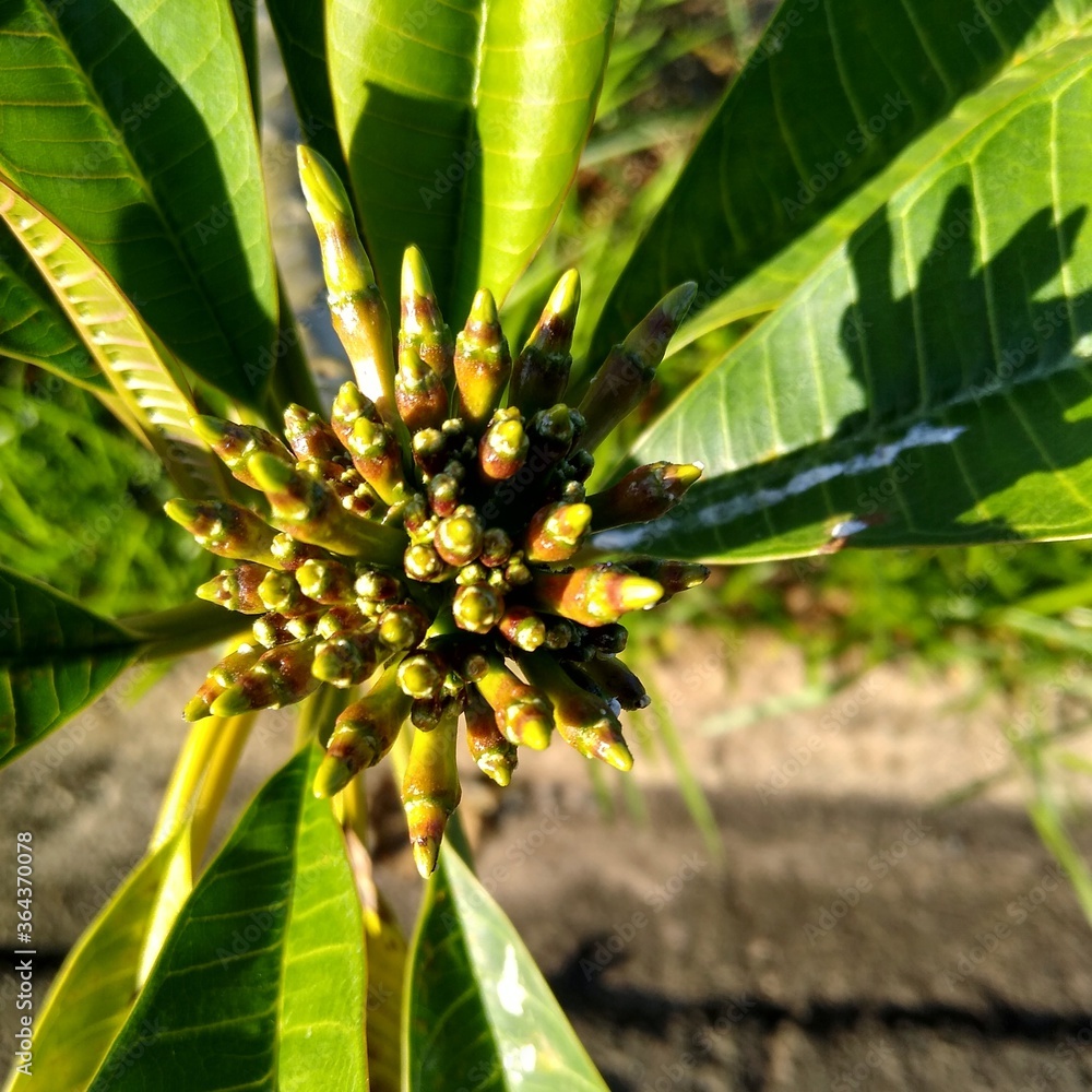 Obraz premium banana tree flower