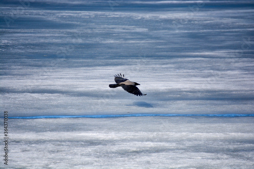 Flying over the ice of a crow