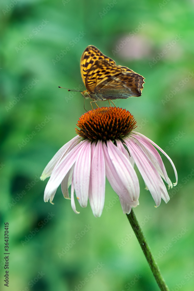 Butterfly Argynnis paphia collects nectar from an echinacea flower on a summer day in the garden Butterfly Argynnis paphia collects nectar from an echinacea flower on a summer day in the garden