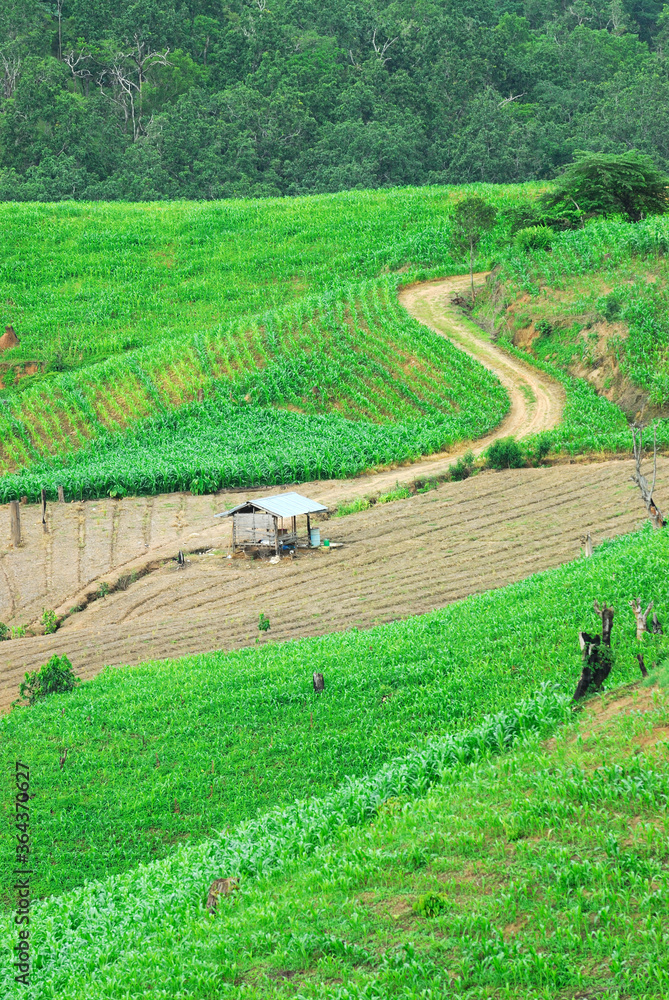 Terrace rice fields Mae Chaem, Chiang Mai, Thailand