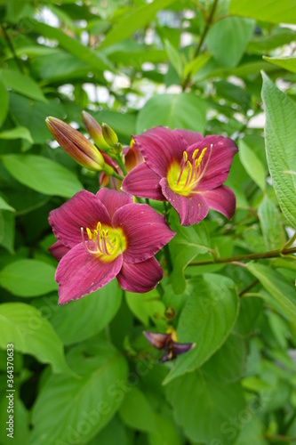 Close up the gorgeous deep raspberry-toned blooms of Daylily Mary Reed.
