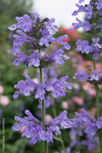 Purrsian Blue Catmint in garden.