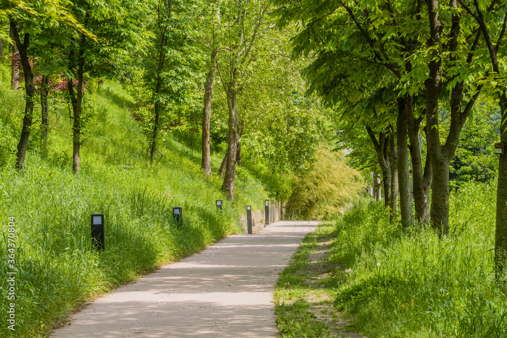 Walking path in wooded public park Walking path in wooded public park
