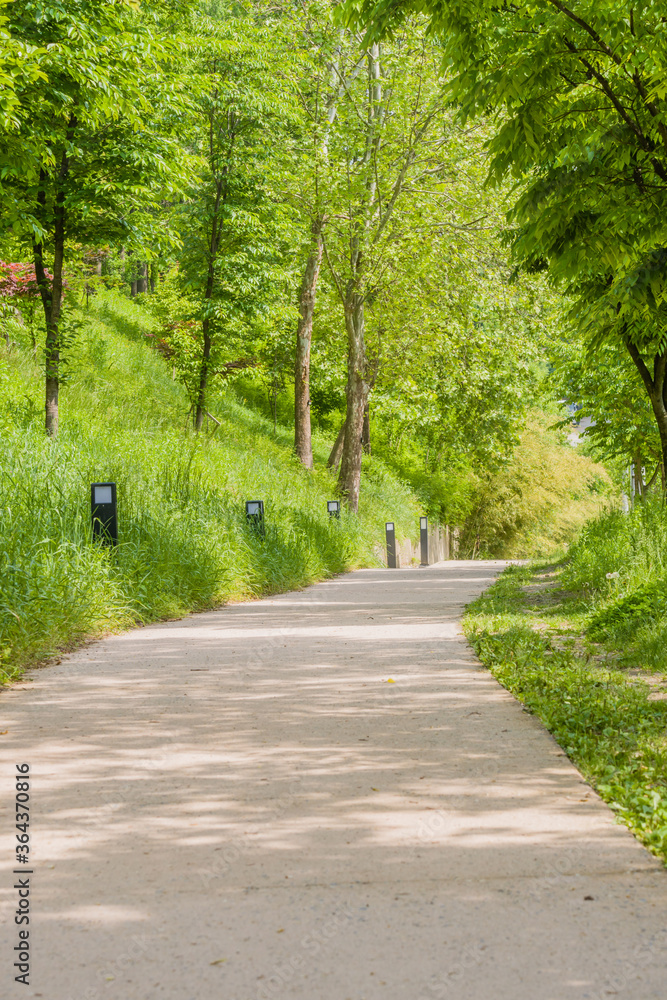 walking path in wooded public park