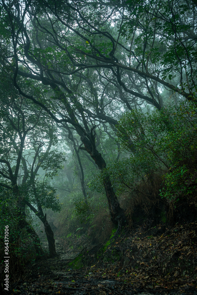 beautiful scenery of tree with mist