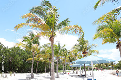 Palm trees in Homestead Bayfront Park's beach, Summer day at South Biscayne Bay, Palm trees and sand at the beach