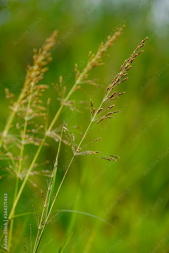 beautiful background of grass flower with green fresh background beautiful background of grass flower with green fresh background
