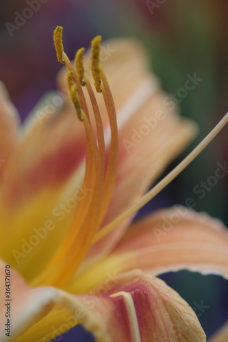 lily flowers in natural daylight