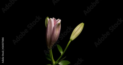Timelapse of lily flower blooming on black background / Oriental Lily