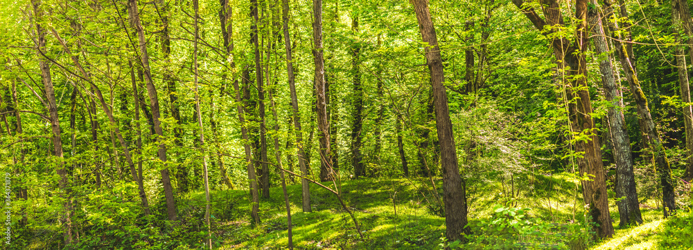 beautiful green forest with long tree trunks beautiful green forest with long tree trunks