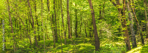 beautiful green forest with long tree trunks