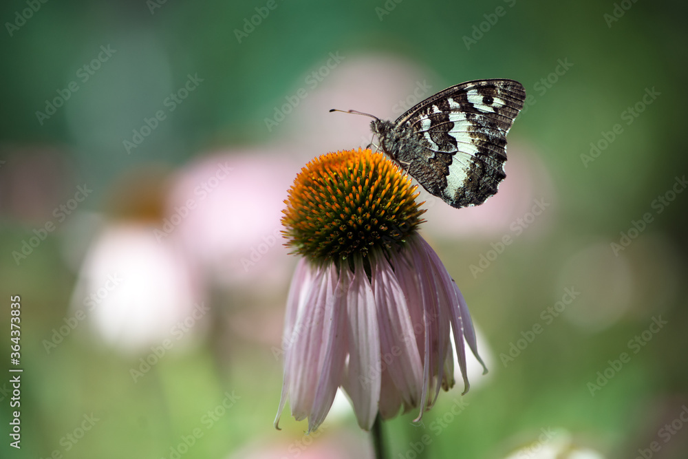 A big butterfly Limenitis populi on echinacea flowers on a summer day in the garden A big butterfly Limenitis populi on echinacea flowers on a summer day in the garden
