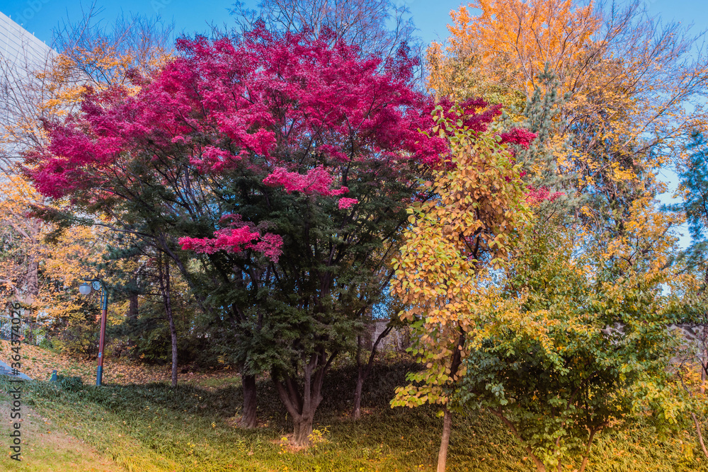 Tree with vibrant red leaves