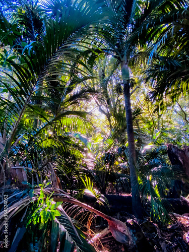 Hukutaia Domain ranks as one of Opotiki's main attractions. It is a 5 hectare remnant of extensive native forest with a Pururi tree important to Maori. photo