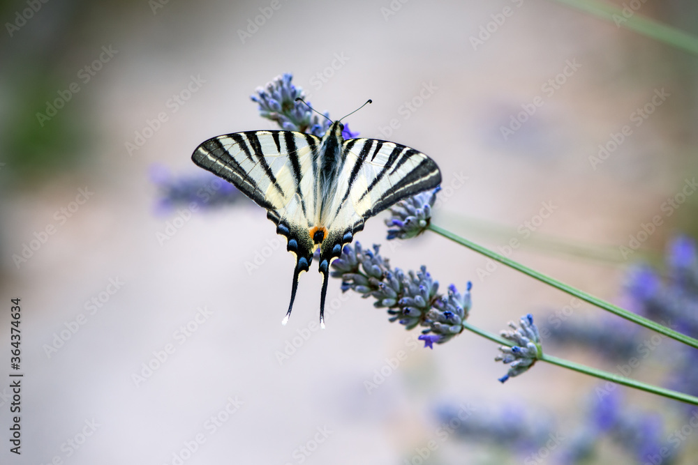 Beautiful butterfly Iphiclides Podalirius collects nectar on a sprig of lavender on a summer day Beautiful butterfly Iphiclides Podalirius collects nectar on a sprig of lavender on a summer day
