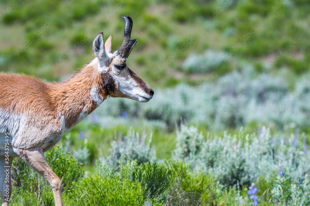 Pronghorn in the field of Yellowstone National Park, Wyoming Pronghorn in the field of Yellowstone National Park, Wyoming