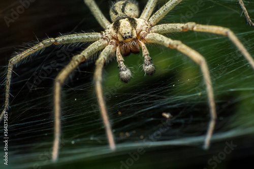 Labyrinth spider (Agelena labyrinthica), from the family of funnel spiders, sitting in a tunnel from its web, macro photography of a spider in a natural habitat, Kiev, Ukraine