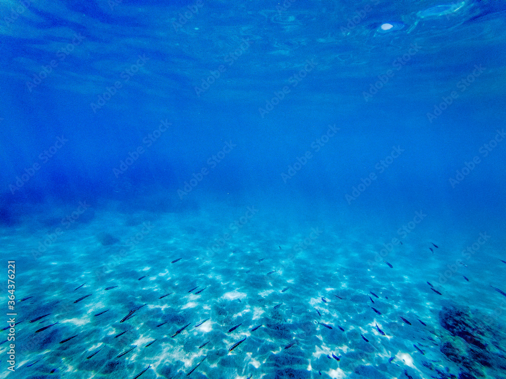 Obraz premium tropical blue ocean underwater background - luxury nature pattern