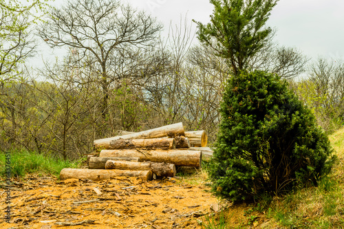 Small pine tree growing at an angle